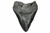 Serrated, Fossil Megalodon Tooth - Huge River Meg #375811-1